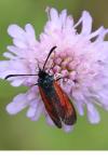 Zygaena minos/purpuralis