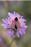 Zygaena minos/purpuralis