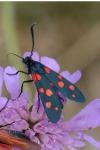 Zygaena ephialtes