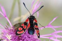 Zygaena carniolica