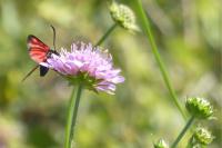 Zygaena transalpina