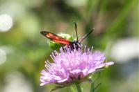Zygaena transalpina