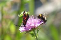 Zygaena transalpina