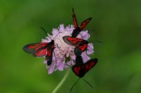Zygaena osterodensis