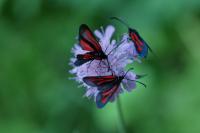 Zygaena osterodensis