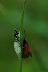 Zygaena osterodensis