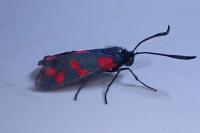 Zygaena filipendulae
