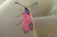 Zygaena erythrus actae