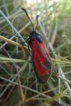 Zygaena erythrus actae