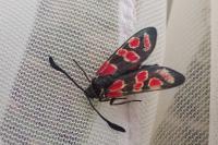 Zygaena carniolica