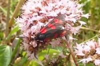 Zygaena filipendulae