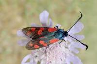 Zygaena filipendulae