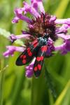 Zygaena filipendulae