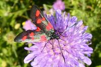 Zygaena lonicerae