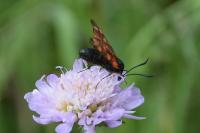 Zygaena transalpina
