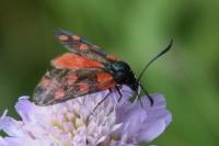 Zygaena transalpina