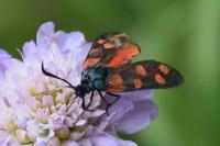 Zygaena transalpina