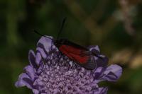 Zygaena purpuralis