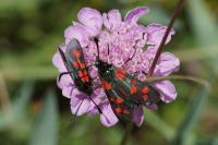 Zygaena filipendulae/transalpina