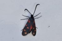 Zygaena filipendulae
