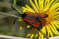 Zygaena loti