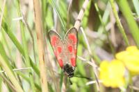 Zygaena loti