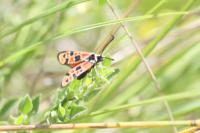 Zygaena hilaris chrysophaea