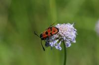 Zygaena hilaris chrysophaea