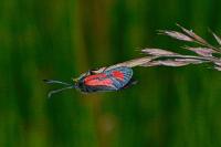 Zygaena loti