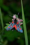 Zygaena filipendulae