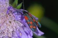 Zygaena viciae