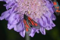 Zygaena romeo