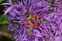 Zygaena carniolica