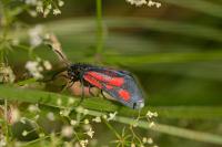 Zygaena romeo