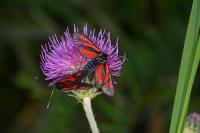 Zygaena romeo