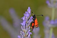 Zygaena fausta