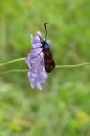 Zygaena filipendulae