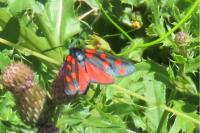 Zygaena transalpina