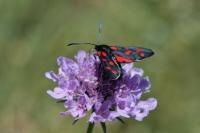 Zygaena transalpina