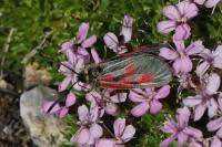 Zygaena exulans