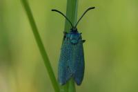 Adscita mannii