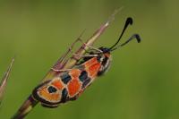 Zygaena fausta