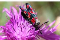 Zygaena carniolica