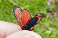 Zygaena transalpina