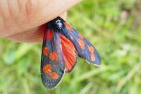 Zygaena transalpina