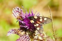 Zygaena lonicerae