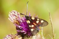 Zygaena lonicerae