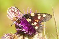 Zygaena lonicerae