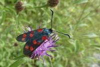 Zygaena filipendulae/transalpina