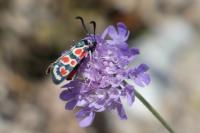 Zygaena occitanica